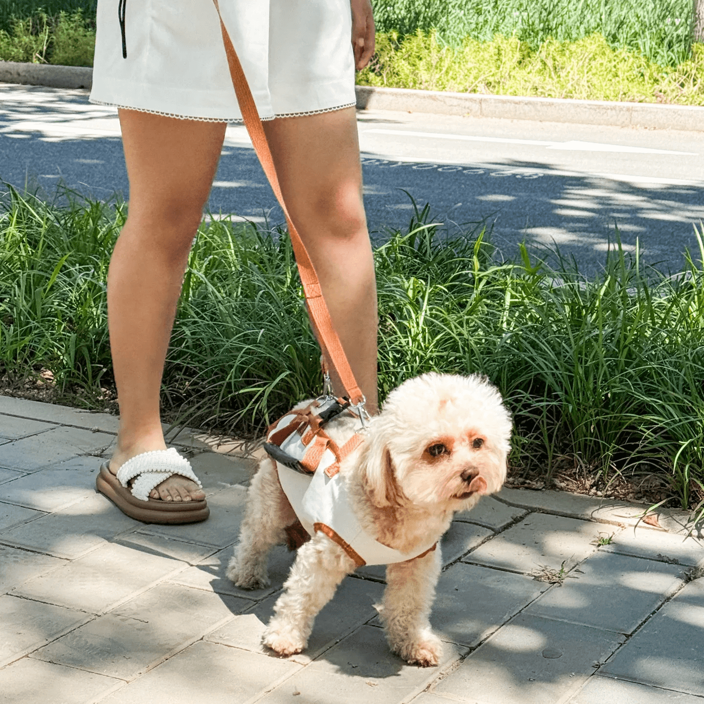 Small Pet Dog Travel Carrier